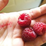 raspberries_3439_l