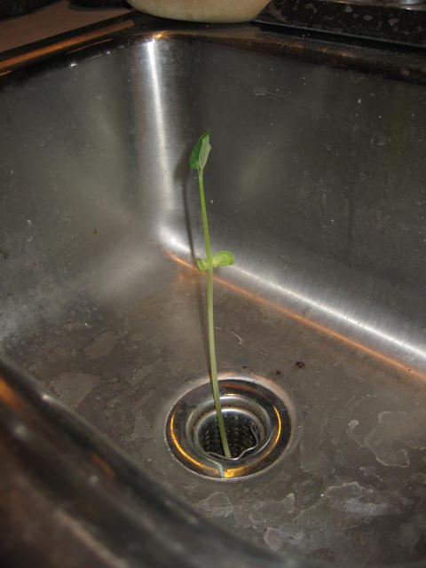 our sink bean