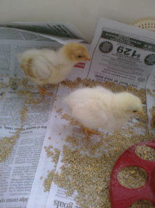 baby_chicks_1