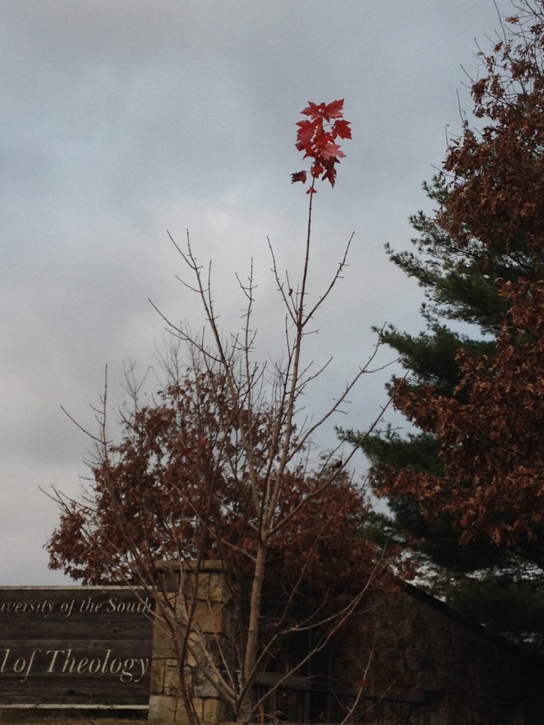 tree_with_red_top